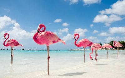flamingi stojące na jednej nodze